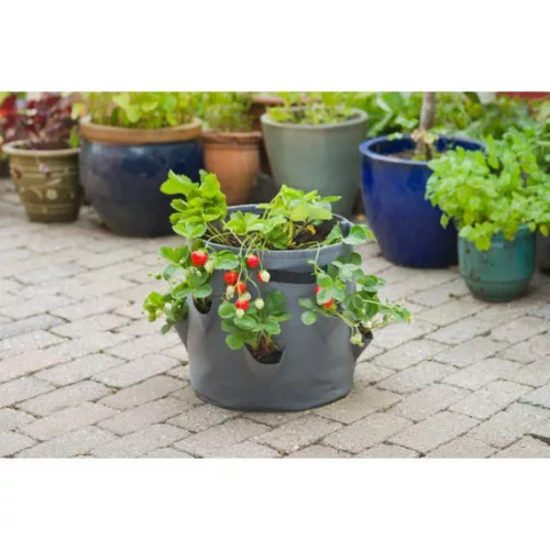 Termesztőzsák szamócához, szürke, 400 g/m2, 35xO35cm